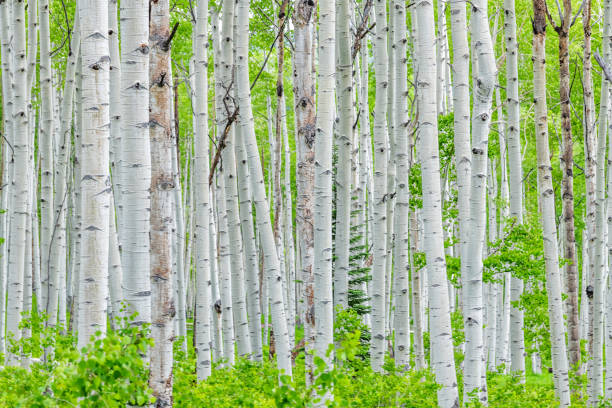 istock Aspen forest tree trunks pattern in summer on Kebler Pass in Colorado in National Forest park mountains with green and white color 1254872162