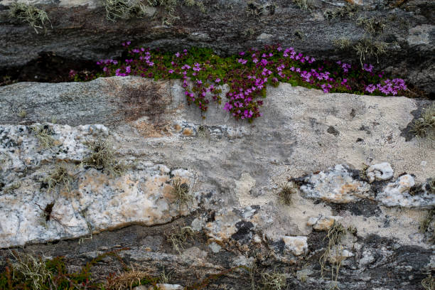 Petites fleurs et lichens croissants des fissures dans les murs de roche du comté de Galway, Irlande - Photo