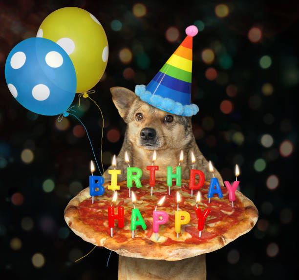 istock Dog carries birthday pizza 2 1254874081