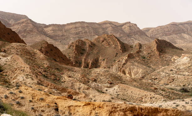 istock Bou-Hedma National Park, Tunisia 1254875315