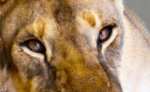 istock eyes of a lion directly looking at the camera 1254876150