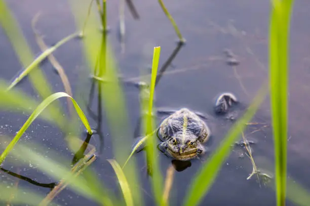 Photo of Green frog swims in the water in a swamp. Croaks loudly, blowing bubbles. Courtship games. Nature and fauna in the summer.