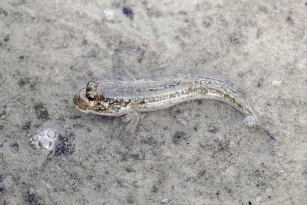 istock An Atlantic mudskipper, Periophthalmus barbarous, on a mudflat in The Gambia 1254877166