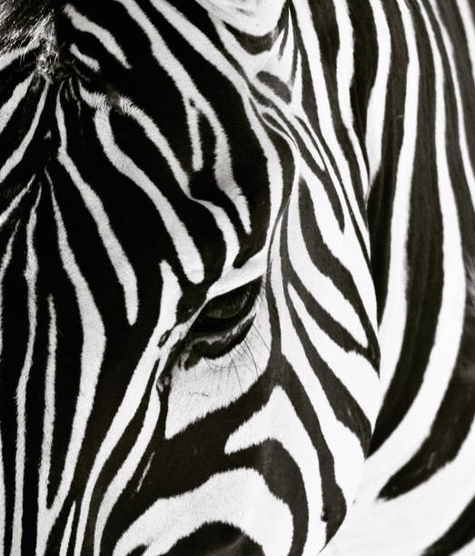 istock front view of zebra and its eye with stripes 1254877168