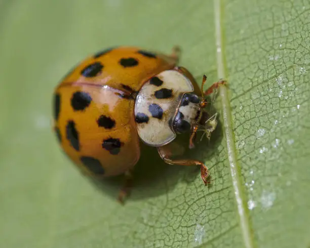 Photo of Asian lady beetle eating aphid on green leaf