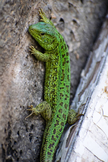 istock Green Lizard. Lacerta viridis. Oestliche Emerald Lizard. European green lizard. 1254877333