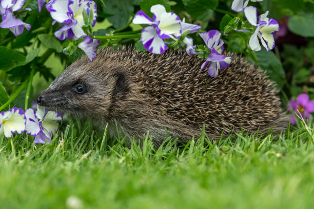 istock Hedgehog in colourful summer garden, facing left. 1254877346