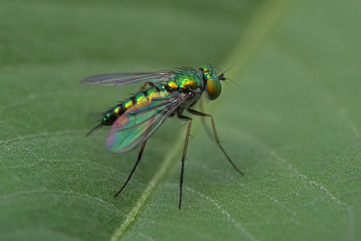 Beautiful iridescent metallic colors fly insect macro photo