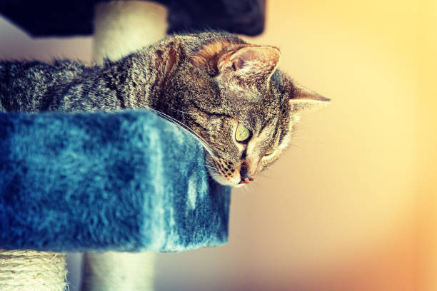 Cat lying on a scratcher looking at something, in the sunshine - Split toning photo stock photo