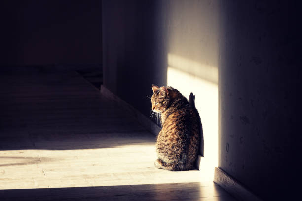 istock Cat in a sunbeam, high contrast photo 1254878775
