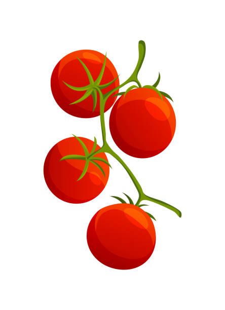 istock Chery tomato. Fresh healthy red tomato made in flat style. Vegetarian food. Vegetable from the farm. Organic food. Vector illustration of tomato 1254880093