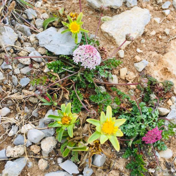 istock Colourful wildflowers on the beach 1254883634