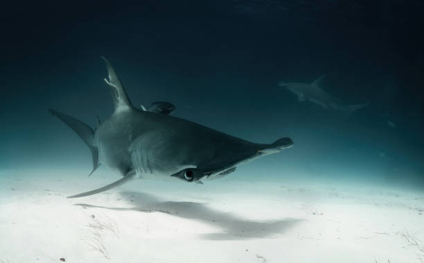 istock Sharks in the Bahamas 1254884470