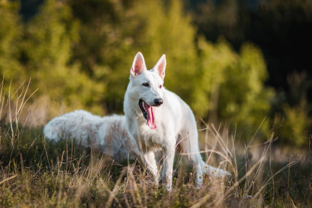 istock White dog standing in the field 1254884498