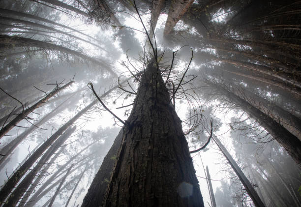 istock Fog in a Redwood Forest 1254884563