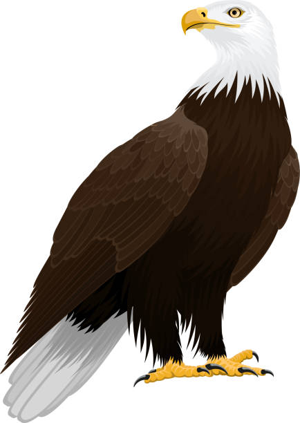 대머리 독수리 에 고립 된 흰색 - 벡터 일러스트 - usa animal bald eagle bird stock illustrations