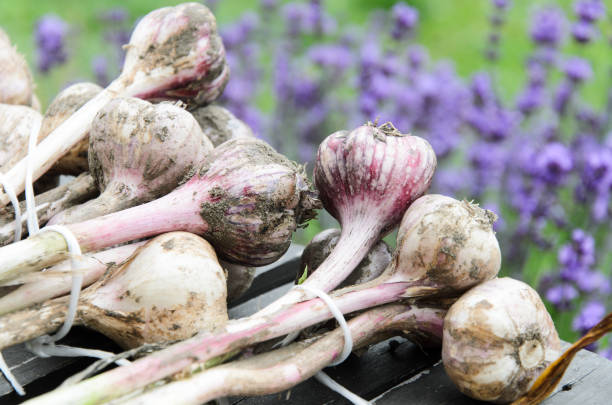 istock Organic garlic harvest in a home garden 1254885246