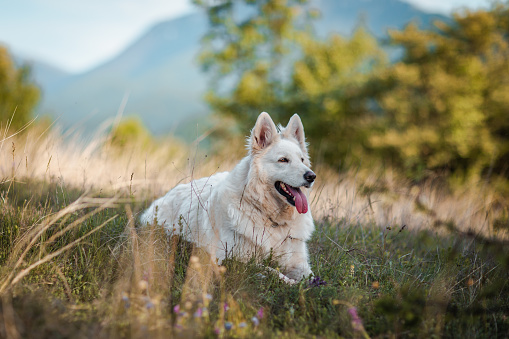 White shepherd dog lying in the field