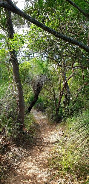 istock Trail to Coral Beach 1254887736