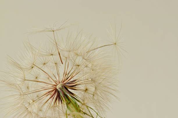 istock Goats beard blossom in seed isolated on soft beige 1254888835