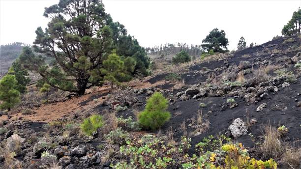 istock Spectacular panorama in La Palma during a volcano hike 1254888874