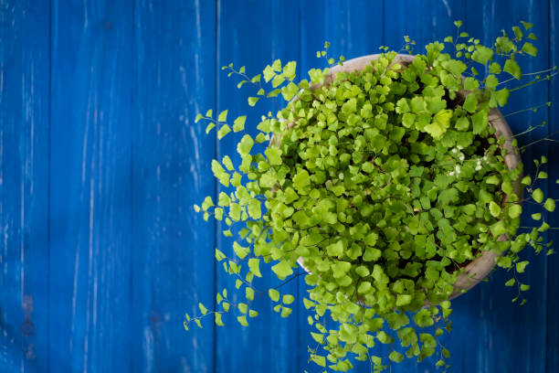 Maidenhair Fern on a Vivid Blue Background with Copy Space - fotografia de stock