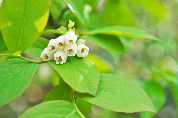 Close up shot of blueberry flowers