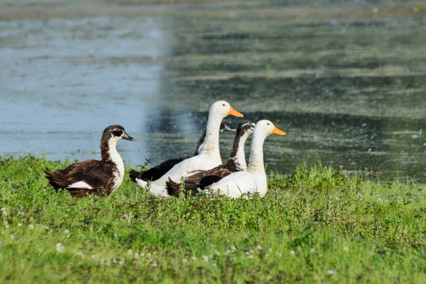 istock ducks on the grass in front of the water 1254891978