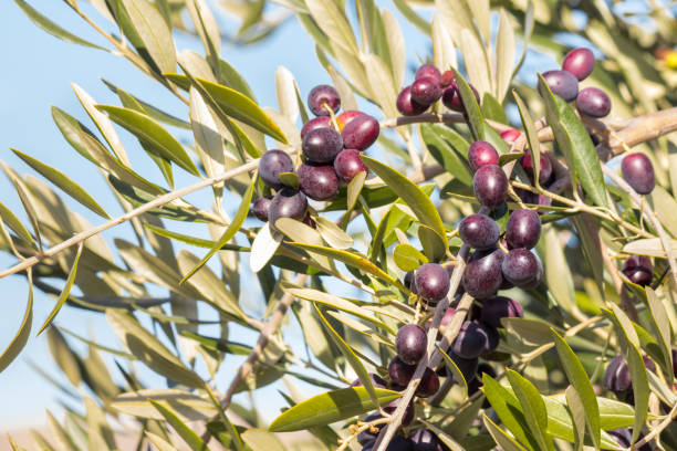 istock black Spanish olives ripening on olive tree against blue sky 1254892595