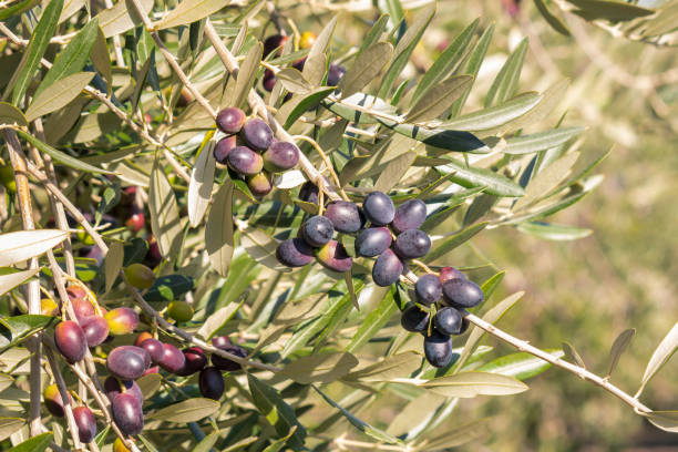istock olive grove with black Spanish olives ripening on olive tree 1254892850