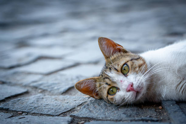 stray cat lying down on paving stones