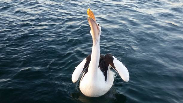 istock Australian Pelican (Pelecanus conspicillatus).  Swimming on water. 1254893840
