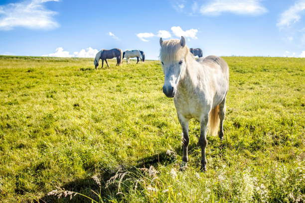 istock White Horse on a Meadow 1254893844