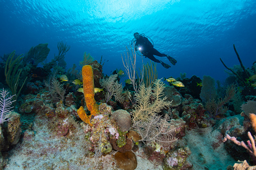 View of the Caribbean coral reef with the yellow tube sponge and female diver in Grand Cayman - Cayman Islands