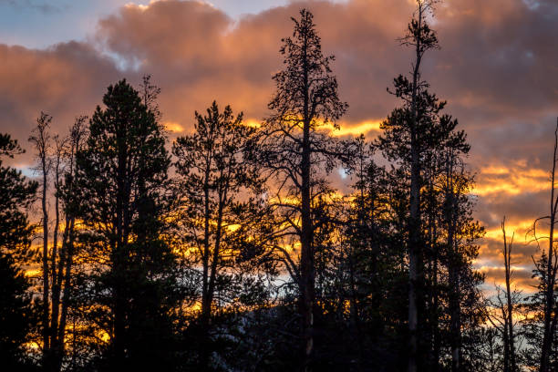 istock Silhouetted Trees Against a Beautiful Sunrise 1254895263