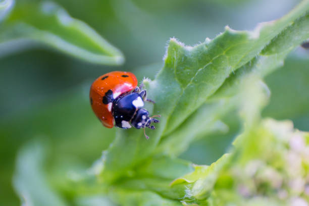 istock Close up of Ladybug 1254895291