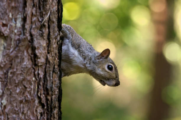 istock A Grey Squirrel in the woodland 1254895367