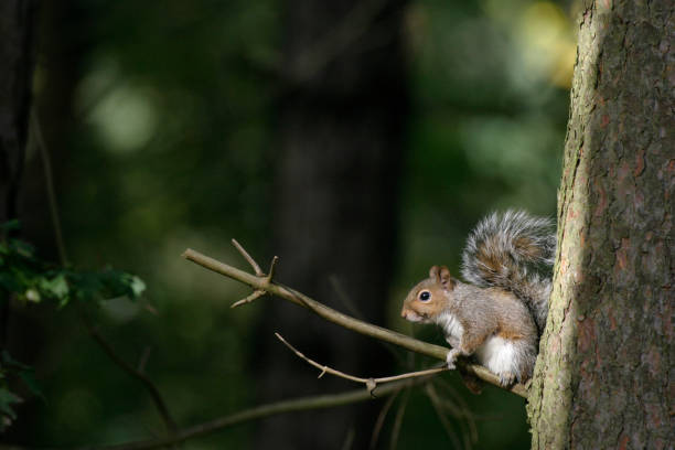 A Grey Squirrel in the woodland