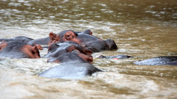 istock Pod of hippos 1254896804