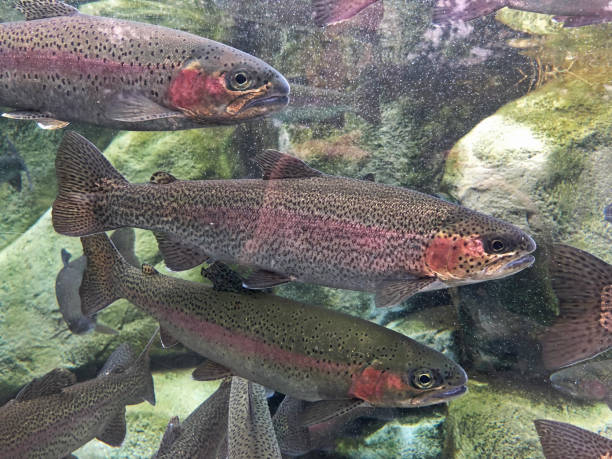 istock Trout in an Aquarium 1254896838