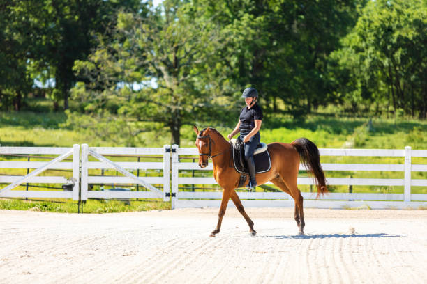 istock Arabian Horse Ranch with Trainer Training Horses Photo Series 1254898251