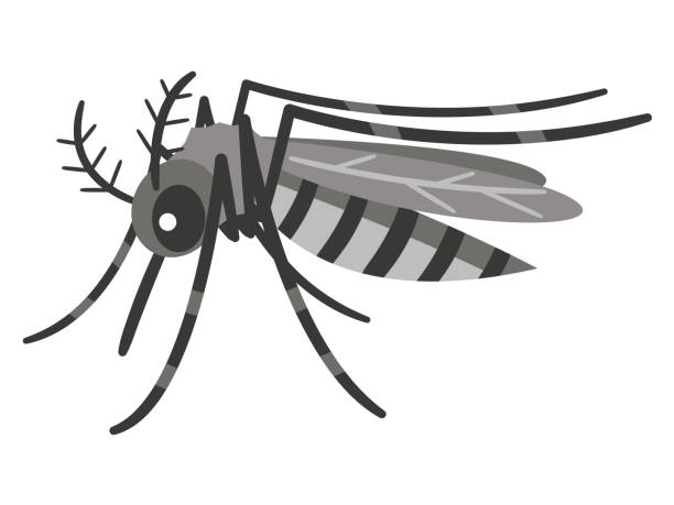 495 Dengue Fever Cartoon Illustrations & Clip Art - iStock