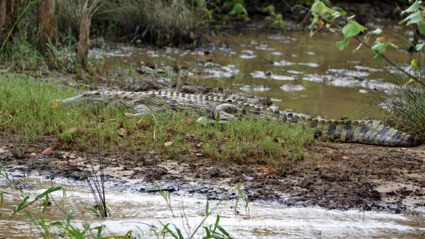 istock Crocodile on a muddy bank 1254899379