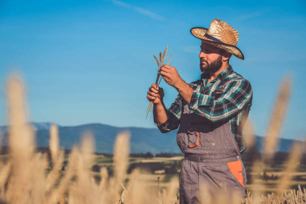 istock Young farm worker examining wheat crops field 1254900049