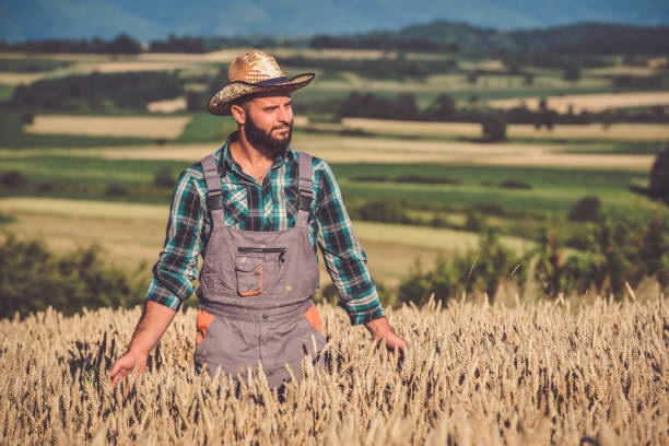 istock Young farm worker examining wheat crops field 1254900050