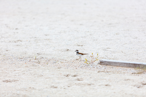 Killdeer Nesting and Hatching Eggs in Horse Arena with Nest Near Wooden Plank (Shot with Canon 5DS 50.6mp photos professionally retouched - Lightroom / Photoshop - original size 5792 x 8688 downsampled as needed for clarity and select focus used for dramatic effect)