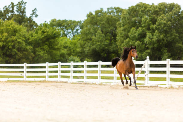 istock Arabian Horse on Ranch Photo Series 1254900252