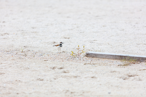 Killdeer Nesting and Hatching Eggs in Horse Arena with Nest Near Wooden Plank (Shot with Canon 5DS 50.6mp photos professionally retouched - Lightroom / Photoshop - original size 5792 x 8688 downsampled as needed for clarity and select focus used for dramatic effect)