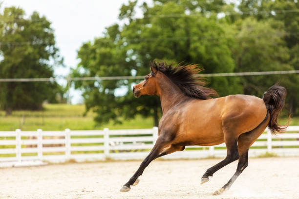 horse demonstrates backlit dressage in the riding arena