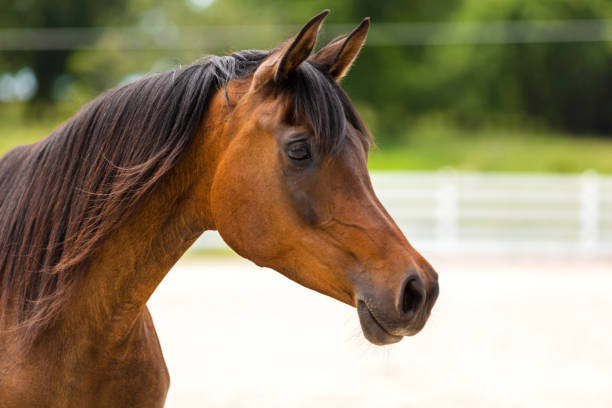koń arabski na ranczo serii zdjęć - arabian horse zdjęcia i obrazy z banku zdjęć